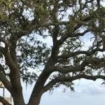 Is It Illegal to Cut Down a Tree on Your Property in the Outer Banks, NC?