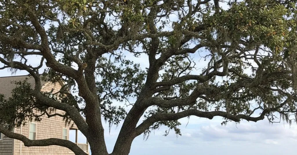 Is It Illegal to Cut Down a Tree on Your Property in the Outer Banks, NC?