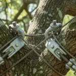 Do My Trees Need Structural Support?