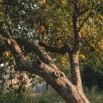 leaning tree close to a house
