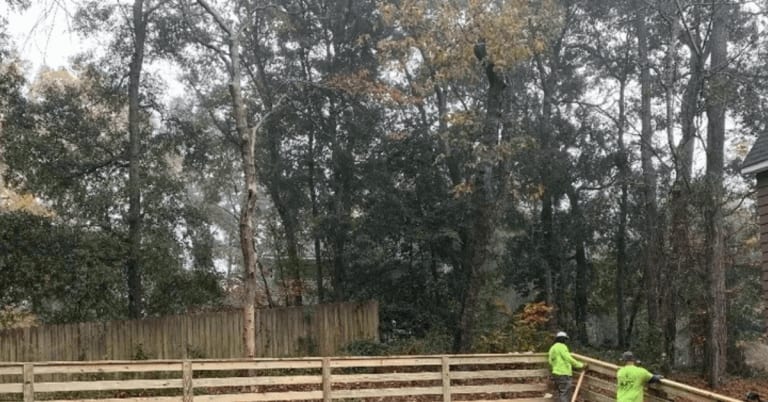 Windswept live oak trees on the Outer Banks coast showing signs of salt spray pruning and flagging.