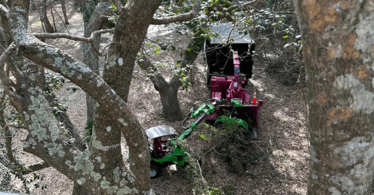 Safe, Professional Tree Removal Services in Coinjock