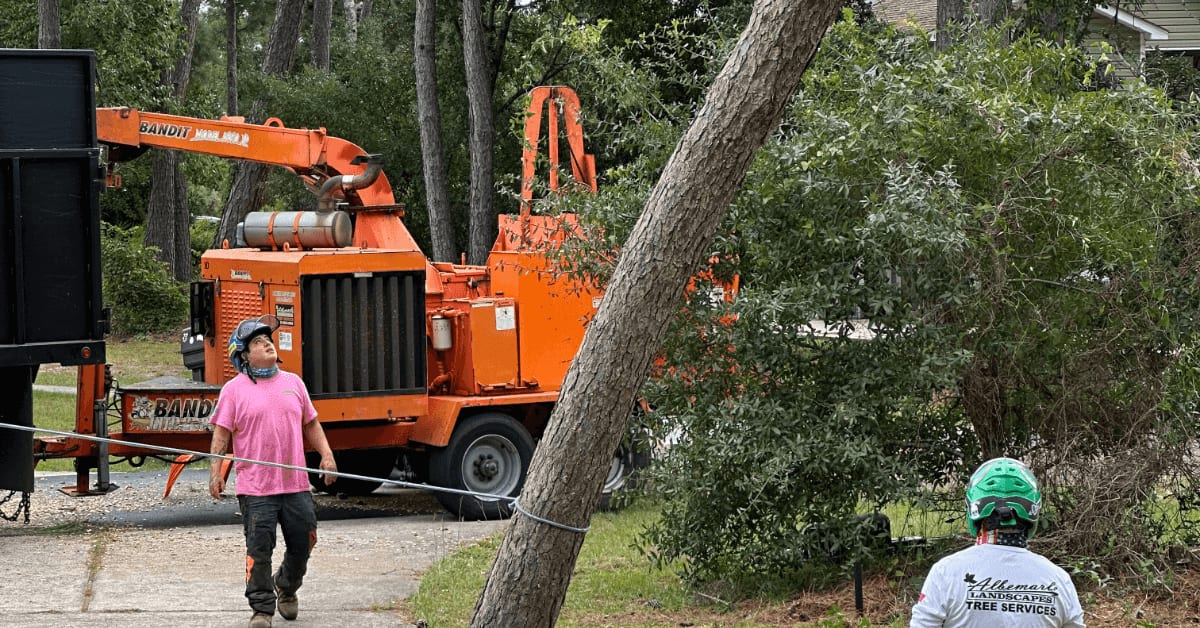 Certified arborist inspecting tree for storm damage in Kitty Hawk NC