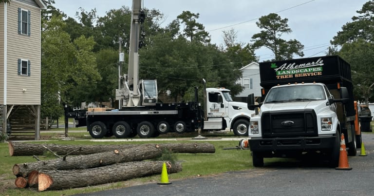 Emergency tree removal near me in the Outer Banks with arborist