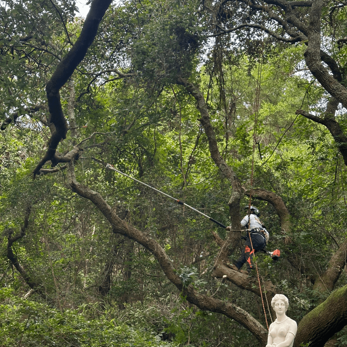 Emergency tree service clearing storm-damaged tree in Kitty Hawk NC