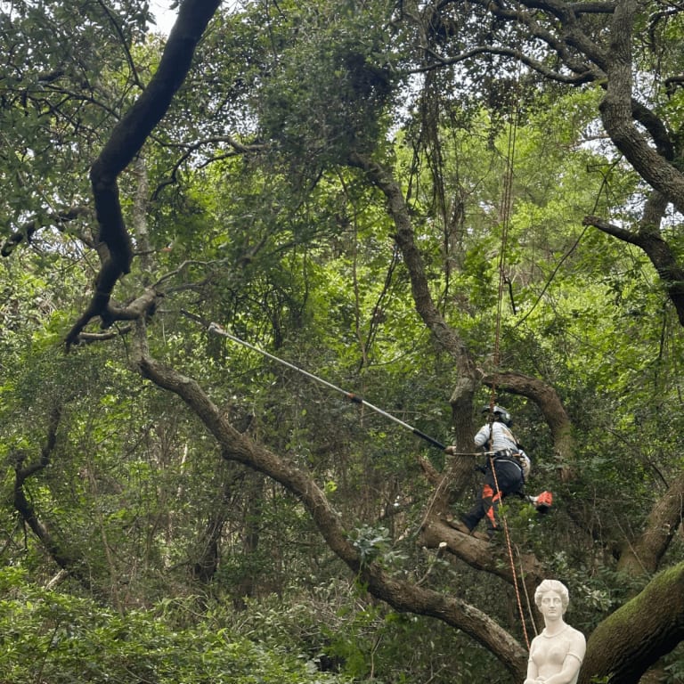 Emergency tree service clearing storm-damaged tree in Kitty Hawk NC