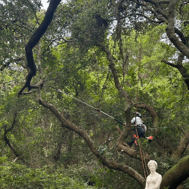 Emergency tree service clearing storm-damaged tree in Kitty Hawk NC