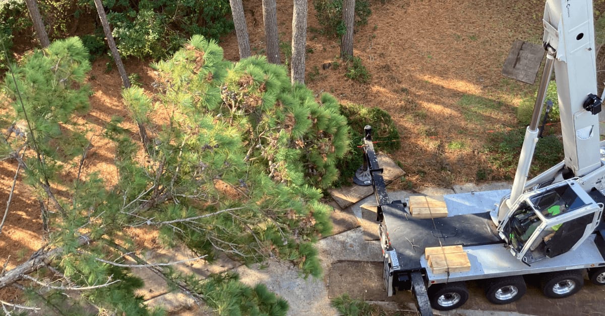 Professional tree removal in Corolla, NC for storm damage, tight-access lots, and coastal hazards. Local OBX experts.