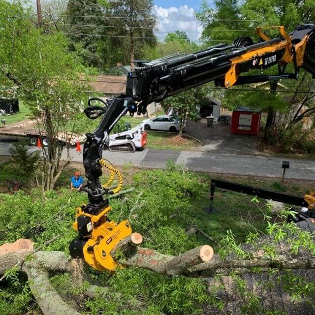 Certified arborist inspecting pine tree health near coastal home in Outer Banks NC