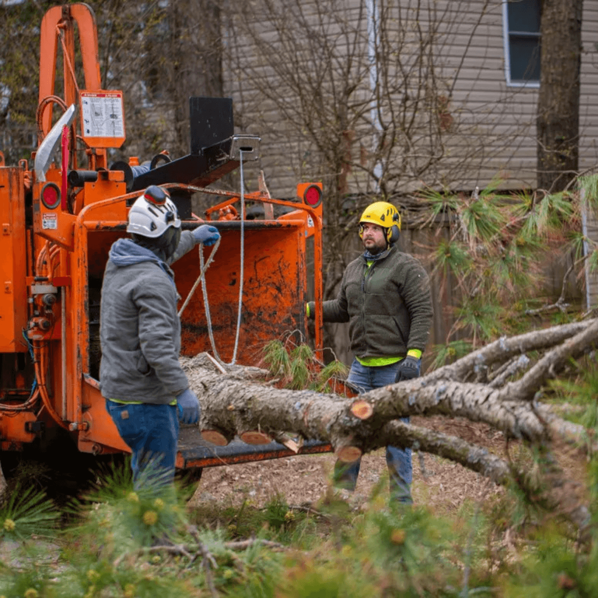 Tree Service OBX, NC