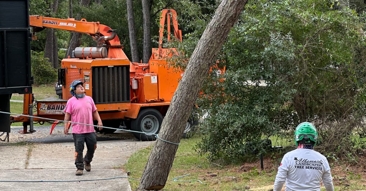 Tree Cabling & Bracing Services in the Outer Banks, NC