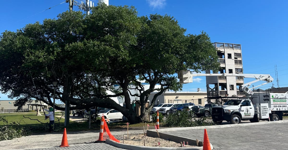 Tree Trimming